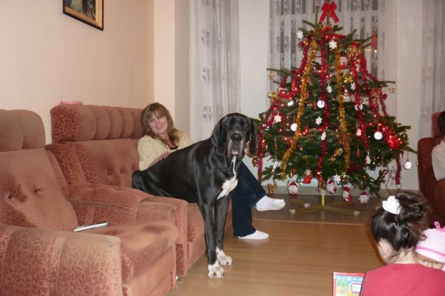 Vánoce 2010 077.jpg