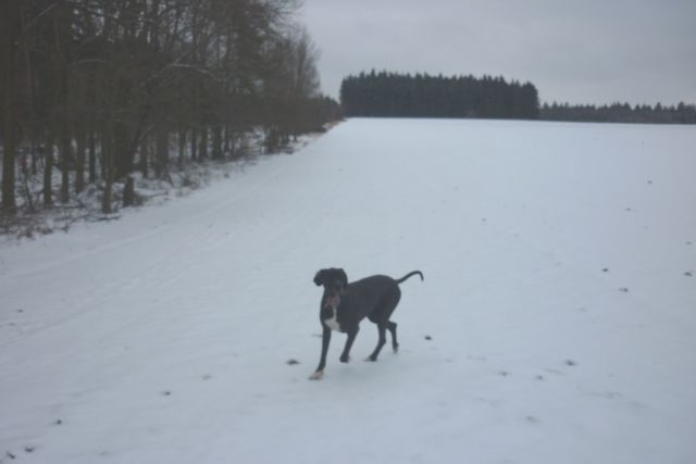 1.1.2011 Novoroční véšlap na Velký Kosíř 011.jpg