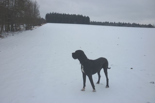 1.1.2011 Novoroční véšlap na Velký Kosíř 014.jpg