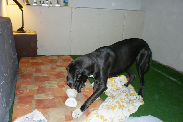 vánoce 2011 095