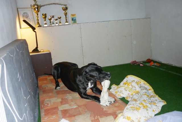vánoce 2011 099